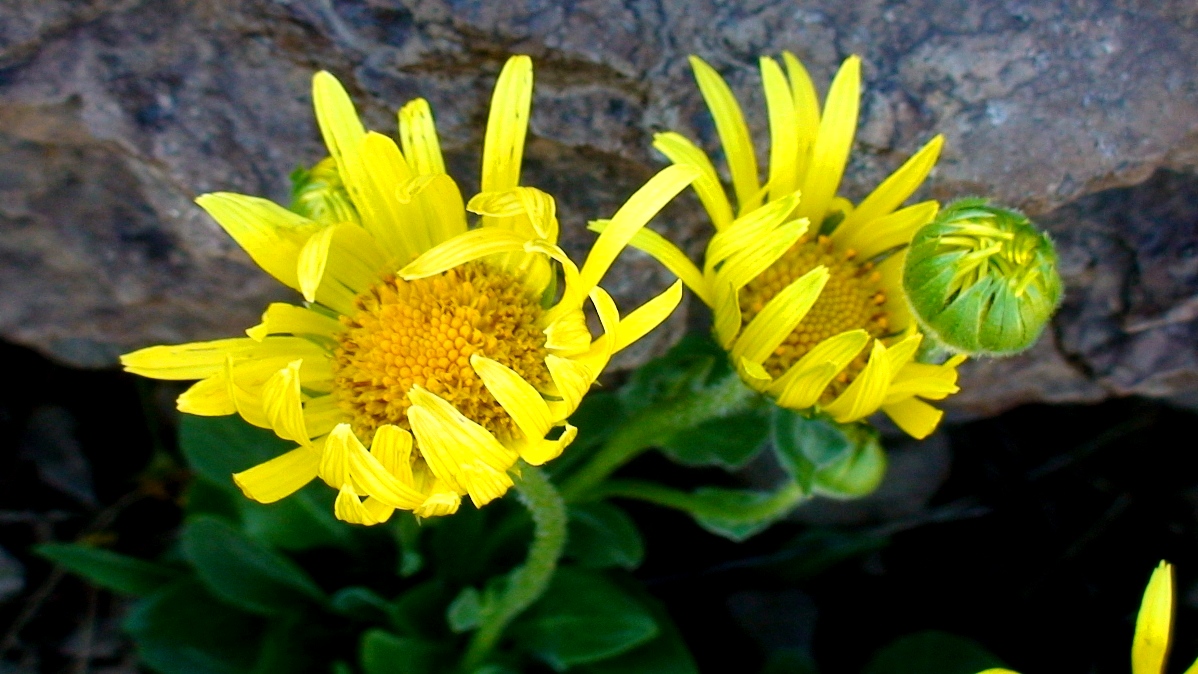 Изображение особи Doronicum oblongifolium.