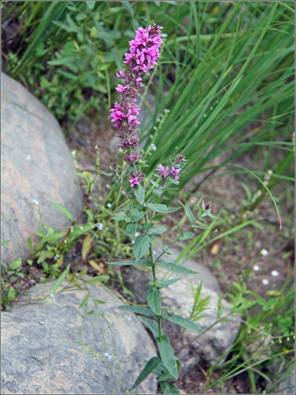 Image of Lythrum salicaria specimen.