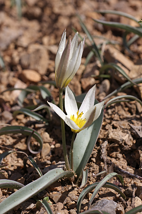 Image of Tulipa turkestanica specimen.