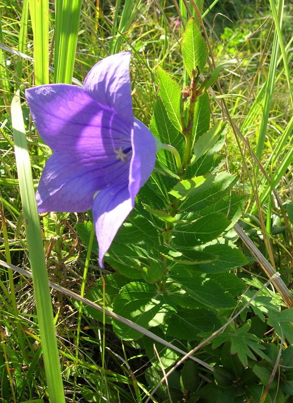 Image of Platycodon grandiflorus specimen.