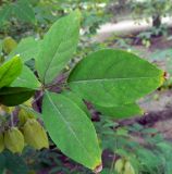 Staphylea trifolia