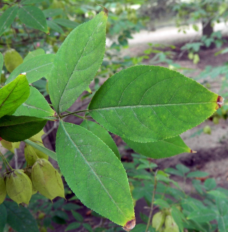 Image of Staphylea trifolia specimen.