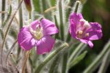 Epilobium velutinum. Цветки. Узбекистан, Ташкентская обл., отроги Чаткальского хр. в окр. г. Газалкент. 25.08.2012.