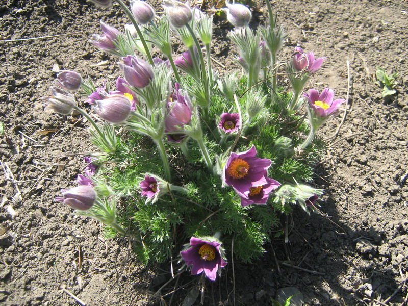 Image of Pulsatilla vulgaris specimen.