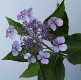 Hydrangea macrophylla