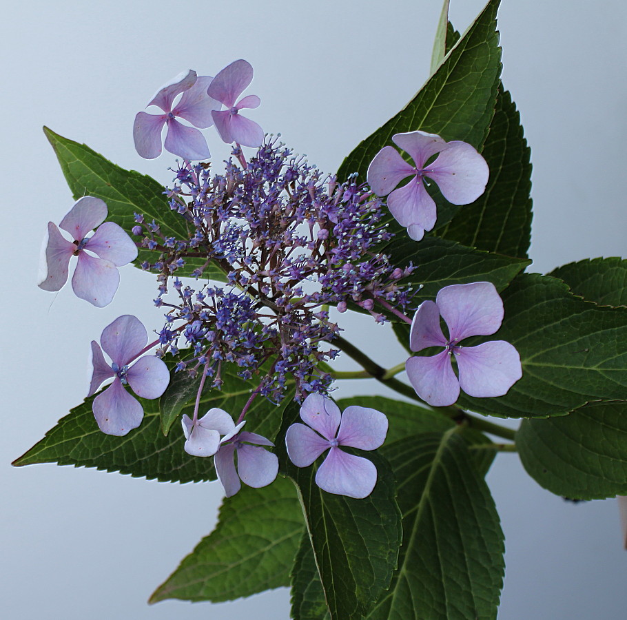 Image of Hydrangea macrophylla specimen.