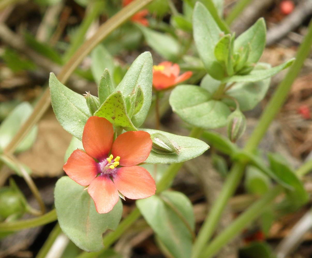 Image of Anagallis arvensis specimen.