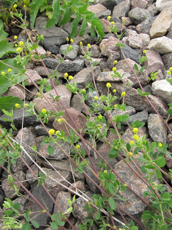 Image of Medicago lupulina specimen.