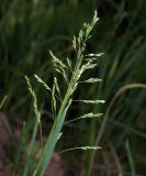 Poa pratensis