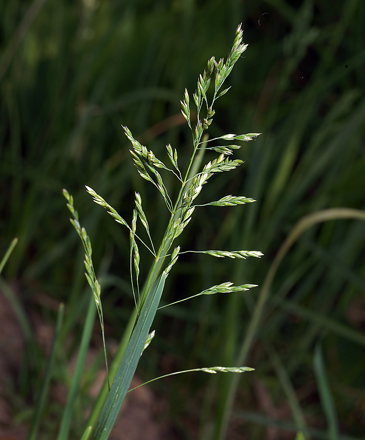 Изображение особи Poa pratensis.