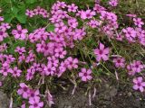 Oxalis articulata