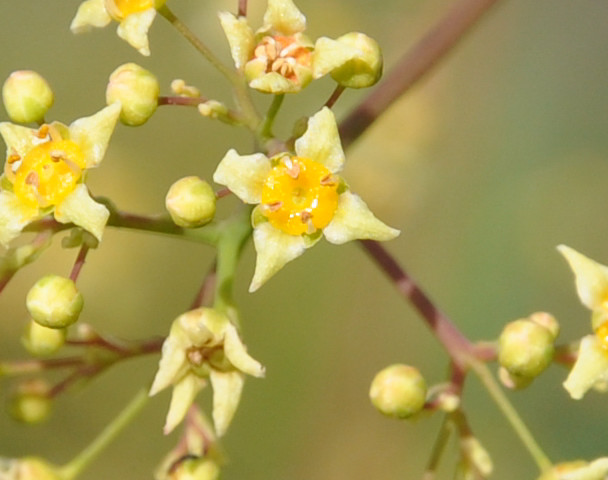Изображение особи Cotinus coggygria.