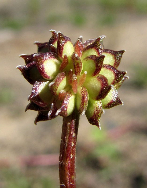 Image of Ranunculus repens specimen.