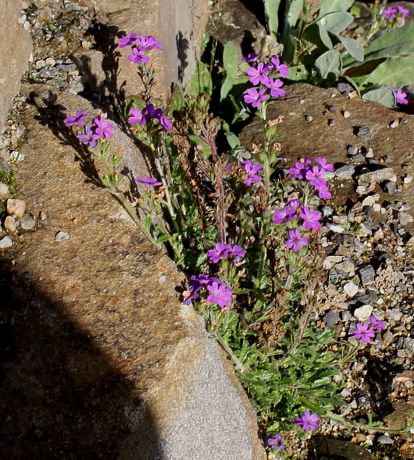 Image of Erinus alpinus specimen.