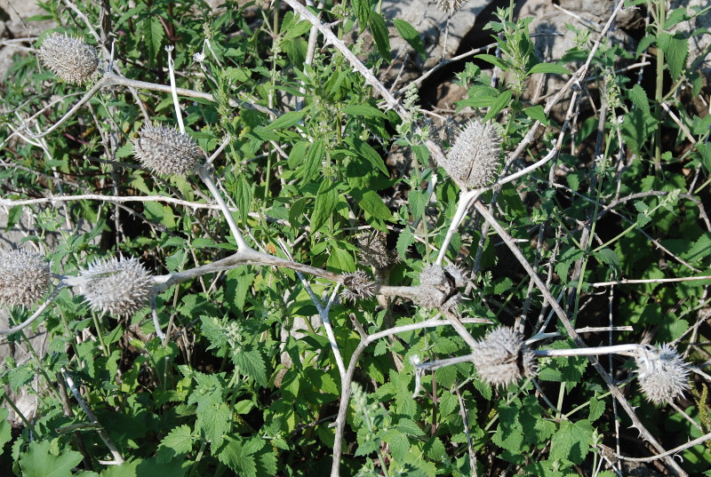 Изображение особи Datura stramonium.