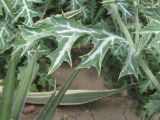 Argemone mexicana