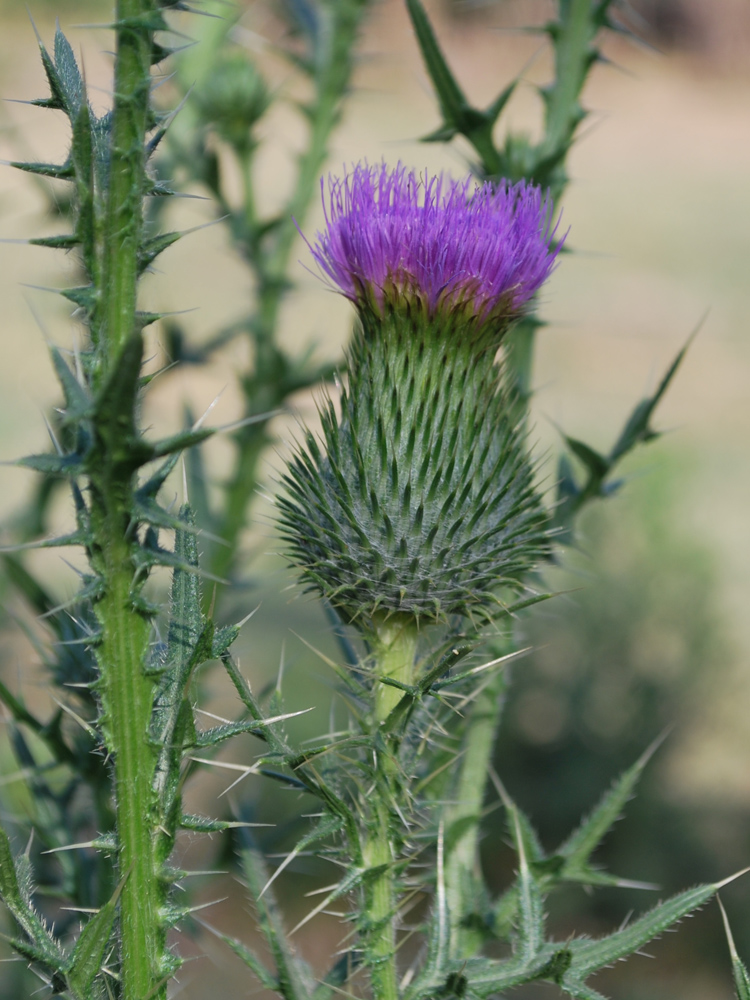 Image of Cirsium vulgare specimen.