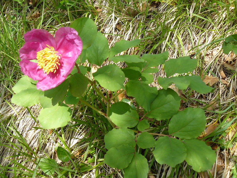 Image of Paeonia daurica specimen.