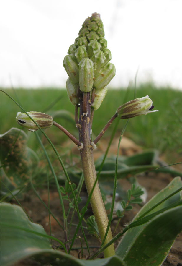 Image of genus Bellevalia specimen.