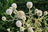 Echinops sphaerocephalus