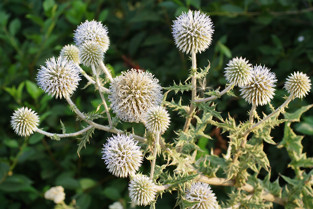 Изображение особи Echinops sphaerocephalus.