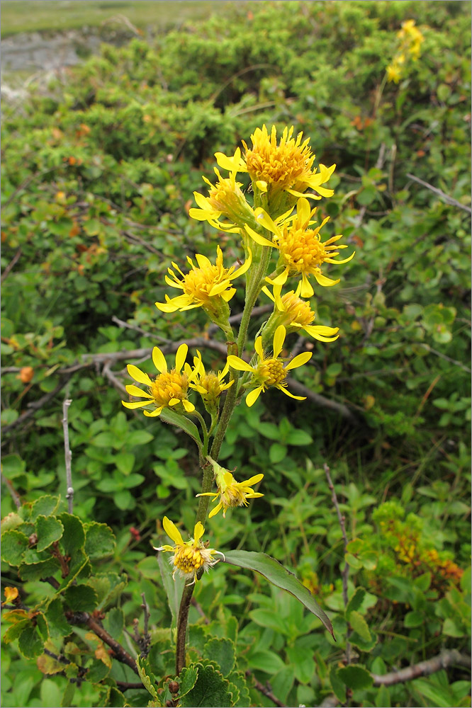 Image of Solidago virgaurea ssp. lapponica specimen.