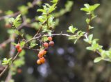 Malus baccata. Часть ветви с прошлогодними плодами и молодыми листьями. Южный берег Крыма, Никитский ботанический сад. 1 апреля 2013 г.