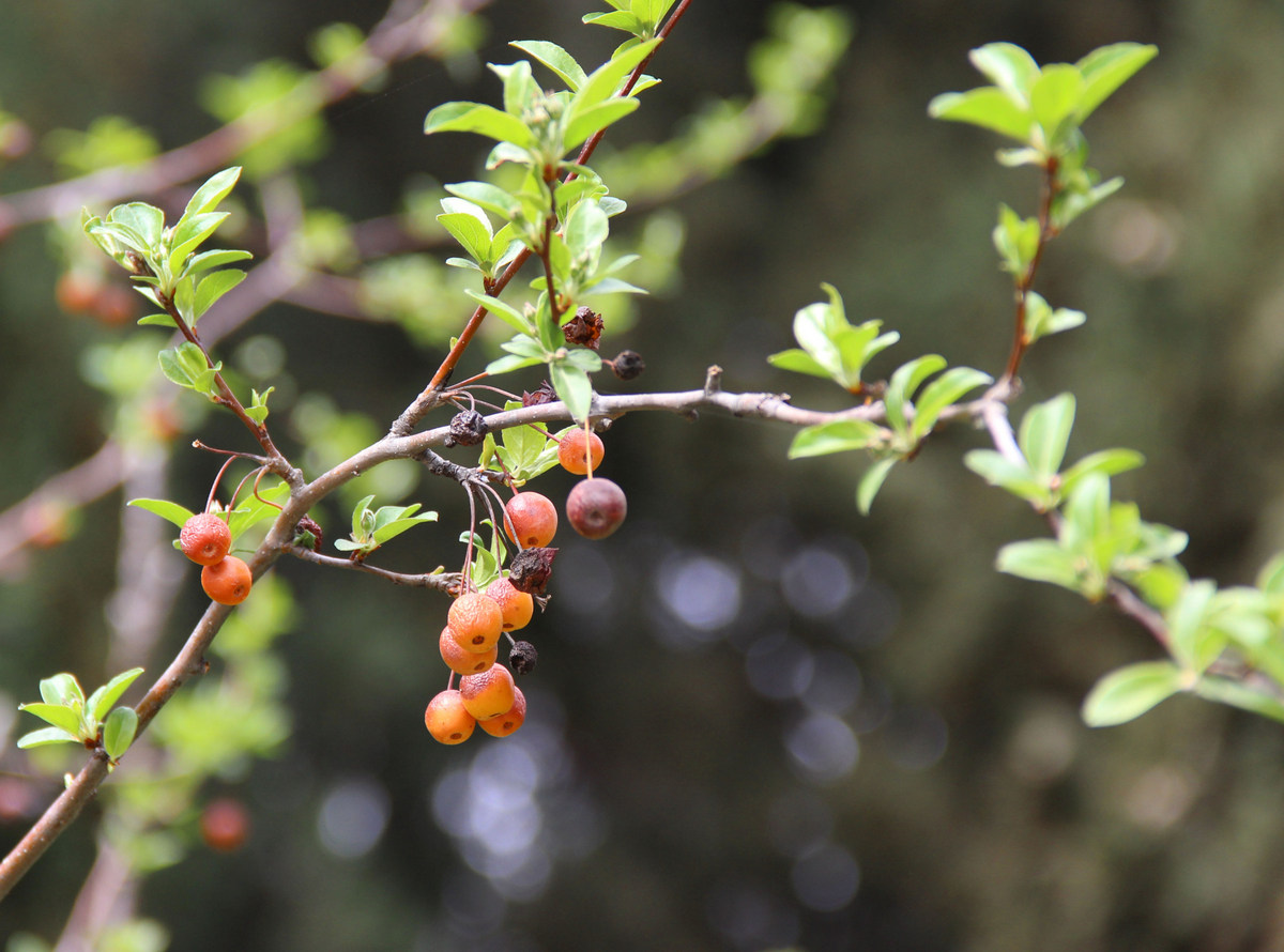 Изображение особи Malus baccata.