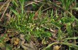 Thesium ramosum