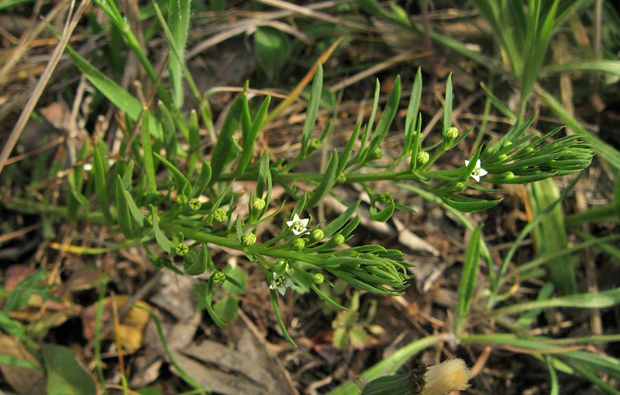 Image of Thesium ramosum specimen.