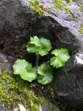 Saxifraga repanda