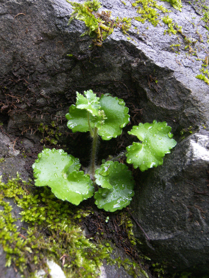 Изображение особи Saxifraga repanda.