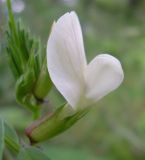 Image of taxon representative. Author is Владимир Свириденко