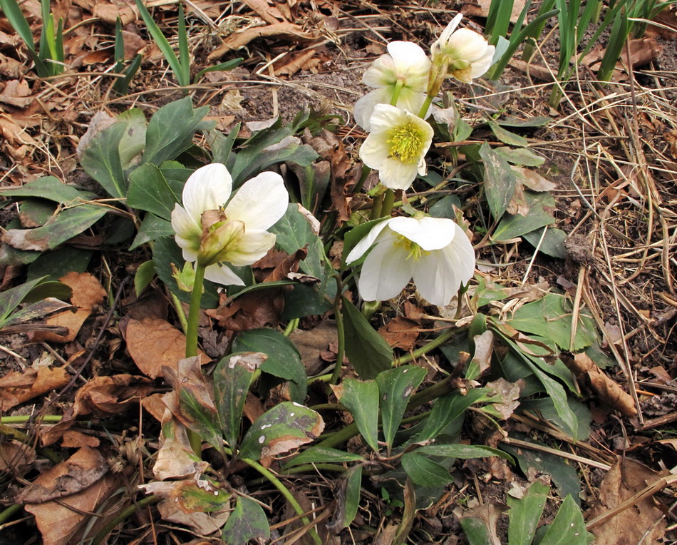 Image of Helleborus niger specimen.