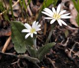 Leibnitzia anandria