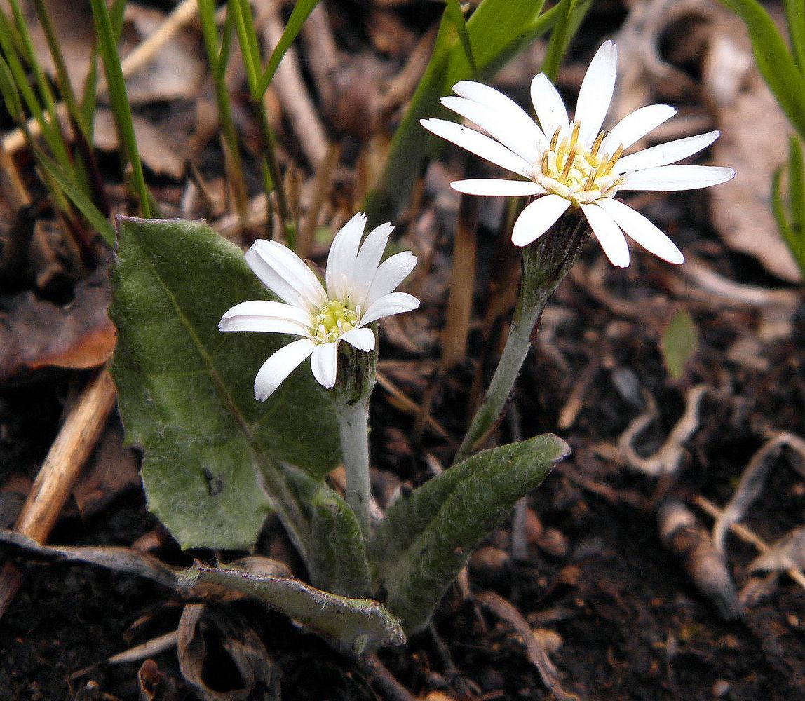 Image of Leibnitzia anandria specimen.