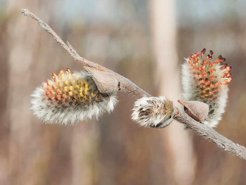 Image of Salix lapponum specimen.