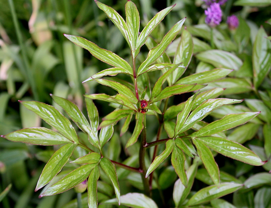 Image of Paeonia officinalis specimen.