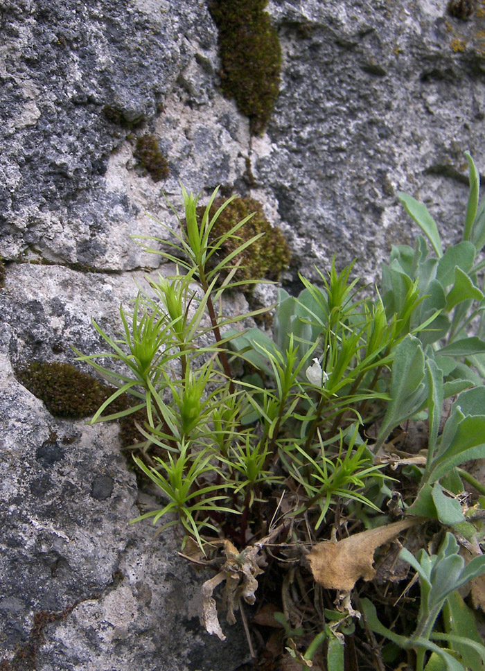 Изображение особи Gentiana paradoxa.