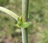 Salix caprea. Часть побега с прилистниками. Московская обл., Лотошинский р-н, окр. дер. Савостино. 11.06.2013.