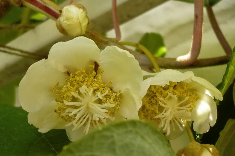 Image of Actinidia chinensis var. deliciosa specimen.