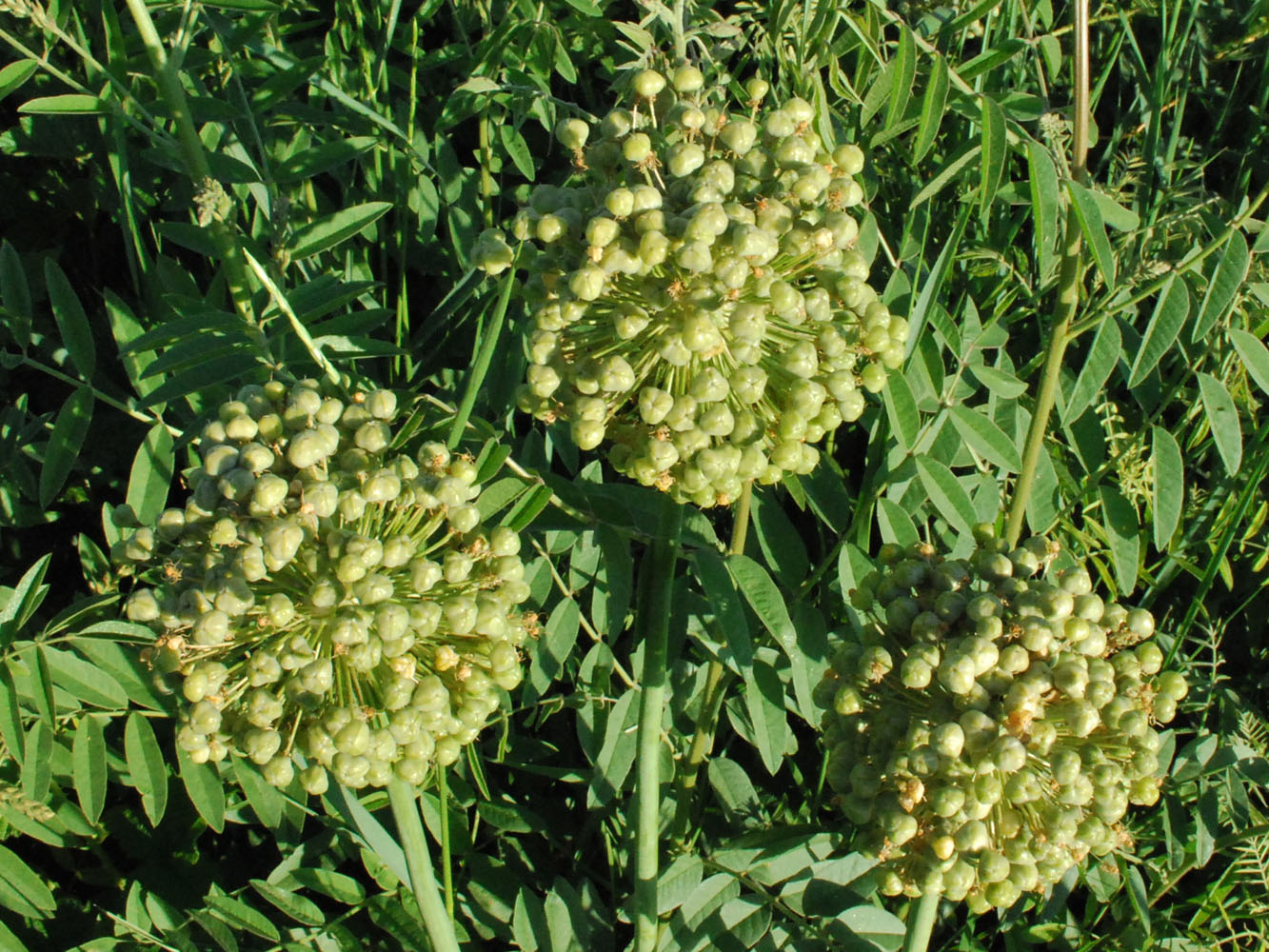 Image of Allium suworowii specimen.