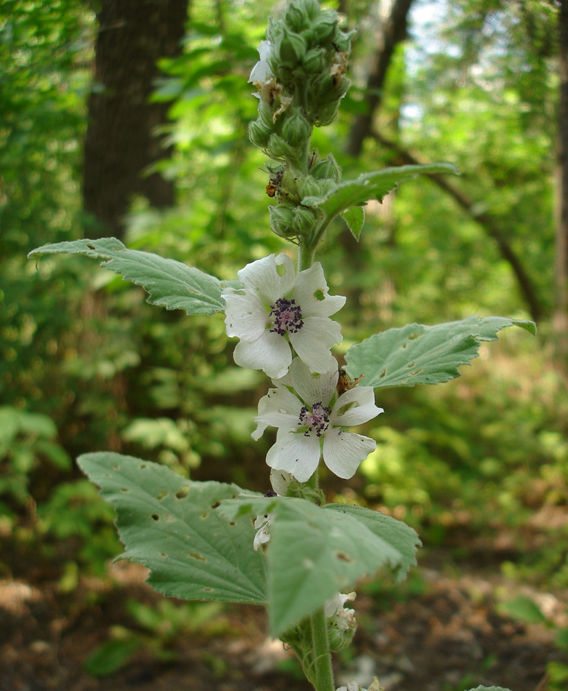 Изображение особи Althaea officinalis.