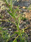 Polygala major. Часть побега. Краснодарский край, Новороссийский р-н, окр. пос. Абрау-Дюрсо, можжевеловое редколесье. 14.07.2013.