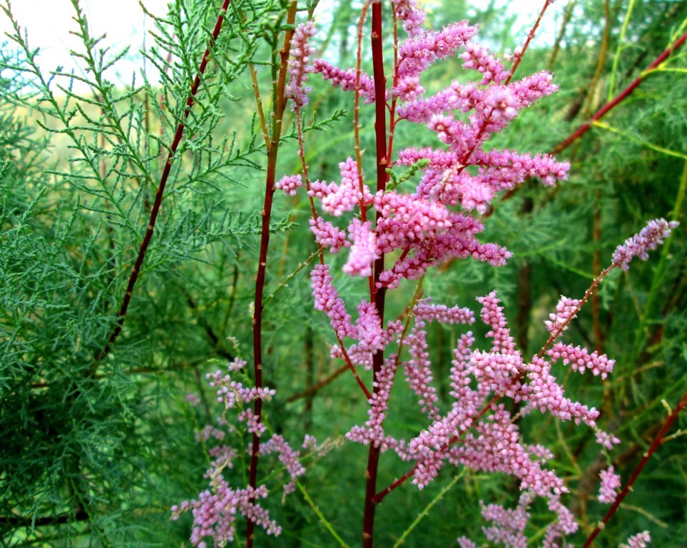 Изображение особи Tamarix ramosissima.