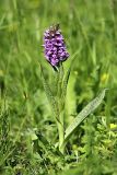 Dactylorhiza baltica. Цветущее растение. Карельский перешеек, западнее пос. Дранишники, обочина просеки газопровода. 14.06.2009.