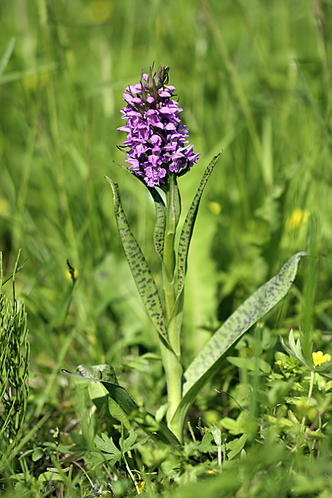 Image of Dactylorhiza baltica specimen.