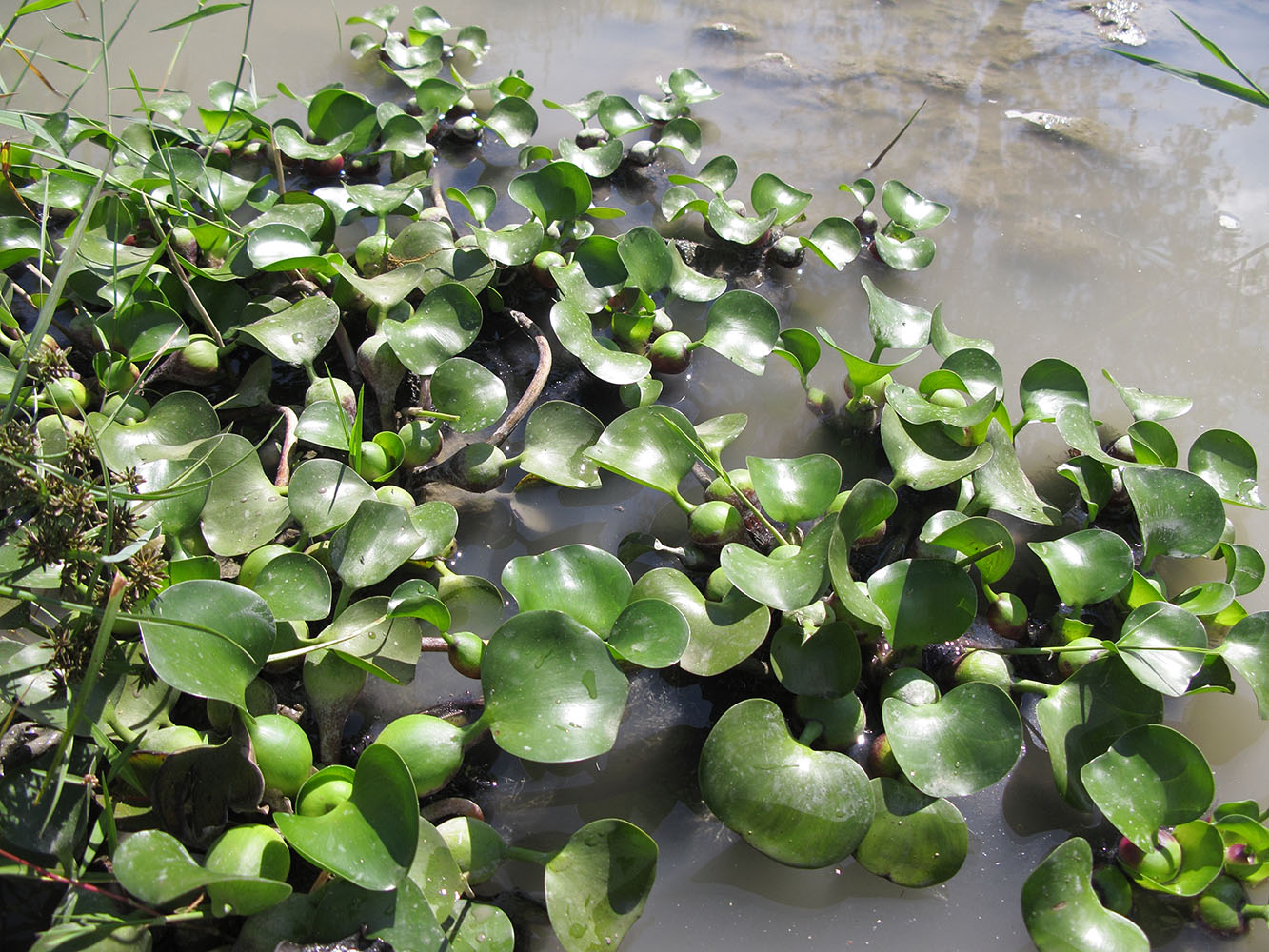 Image of Eichhornia crassipes specimen.