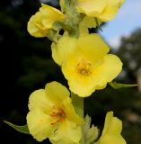 Verbascum phlomoides