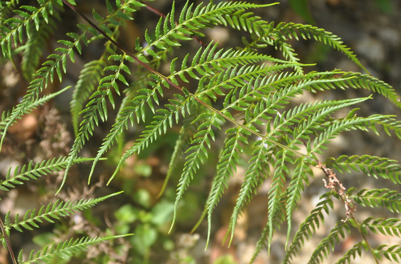 Image of Pityrogramma calomelanos specimen.